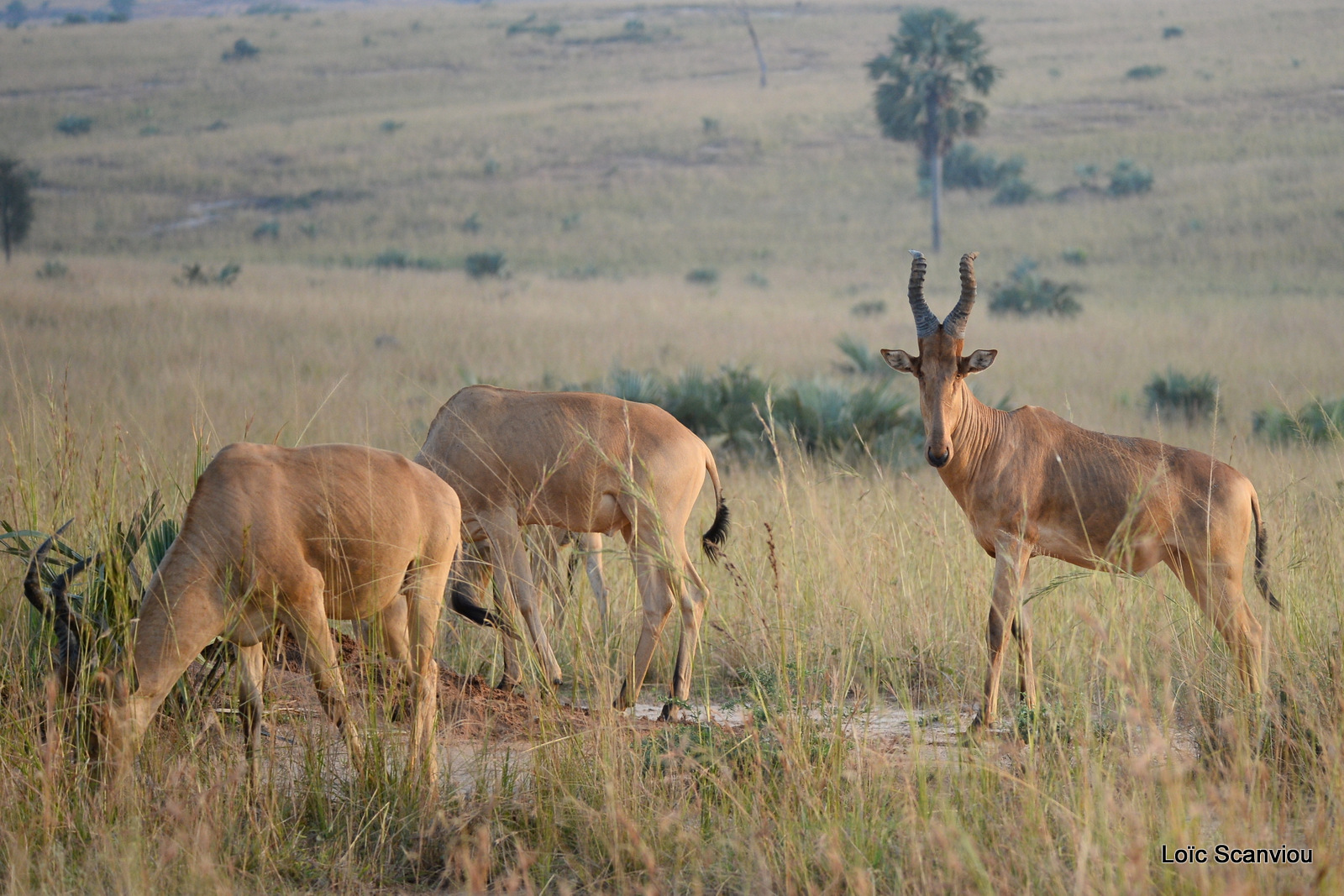 Bubale de Jacson/Jackson's Hartebeest (2)