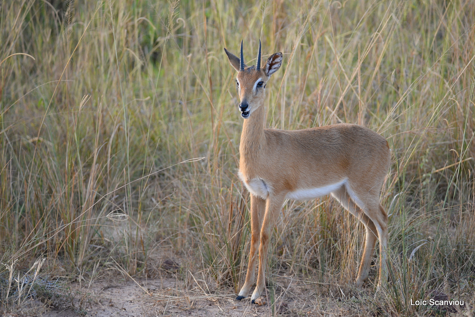 Ourebi/Oribi (2)