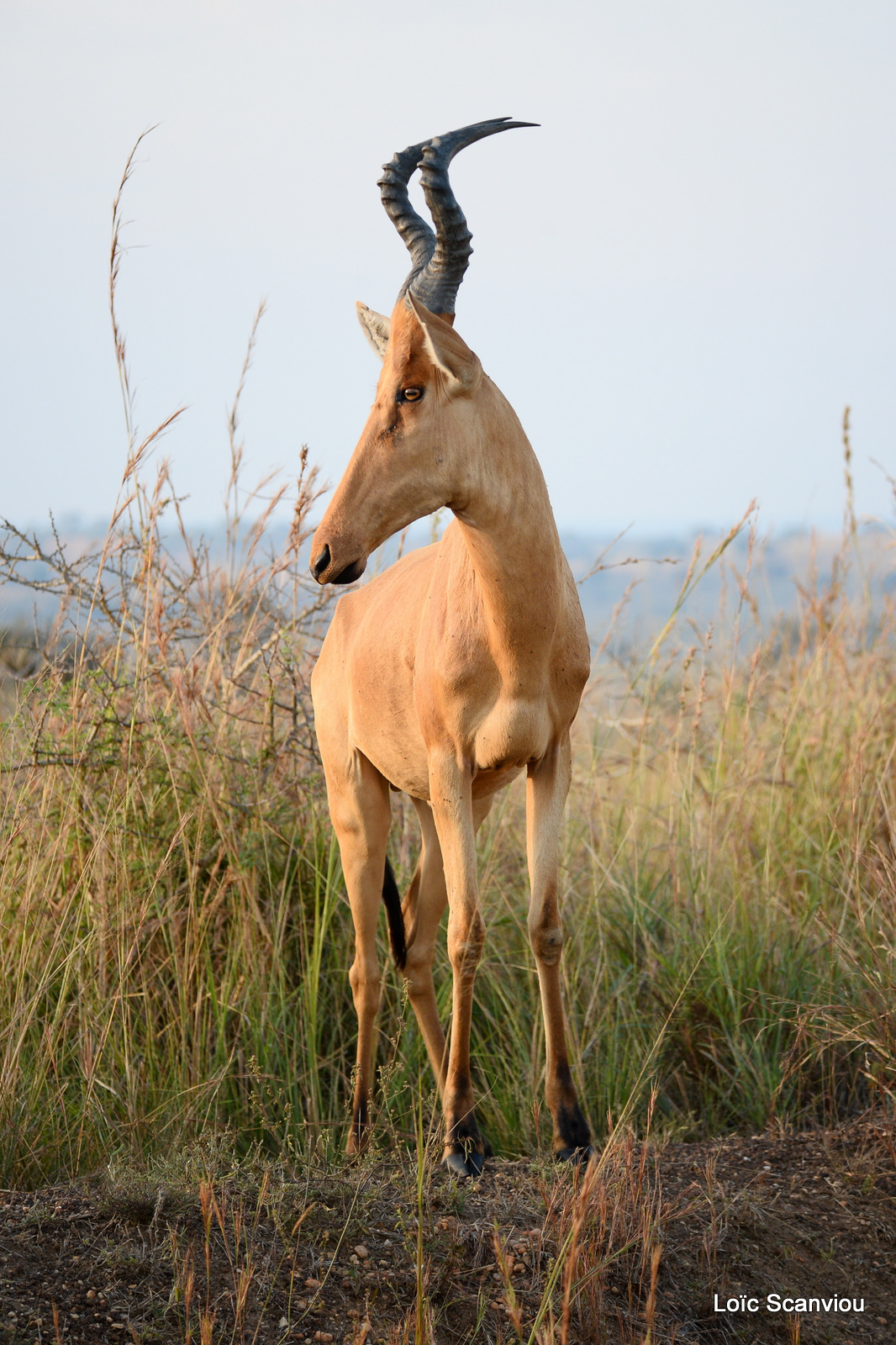 Bubale de Jacson/Jackson's Hartebeest (3)