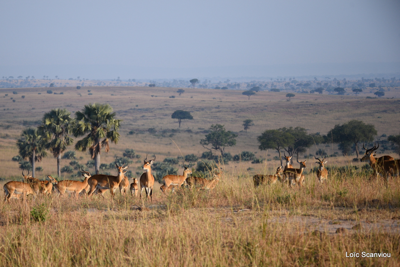 Murchison Falls (41)