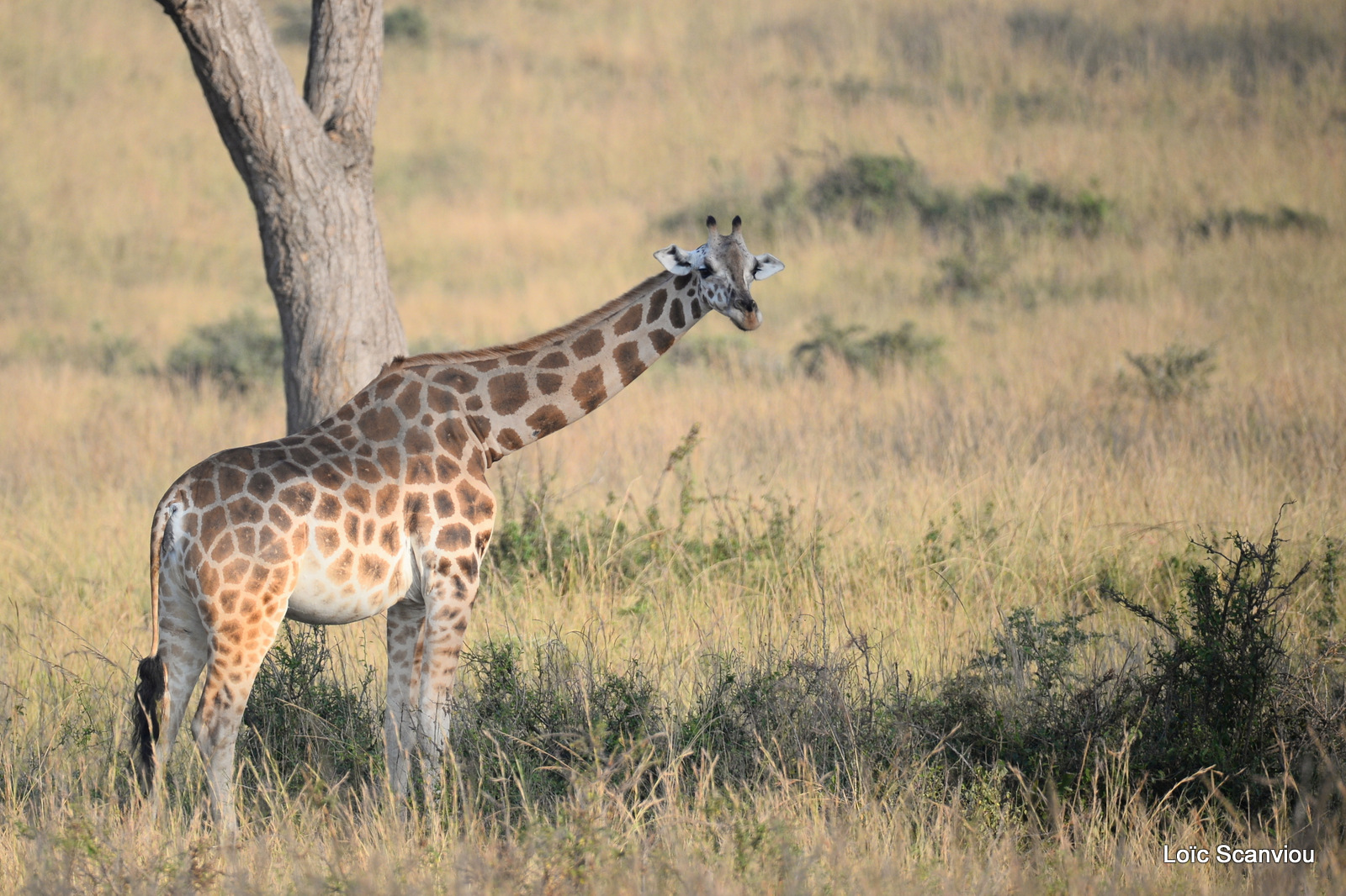 Murchison Falls (43)