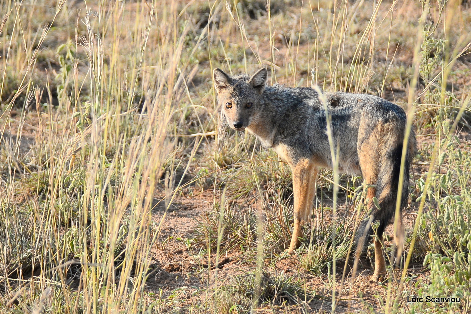 Chacal à flancs rayés/Side-striped Jackal (1)