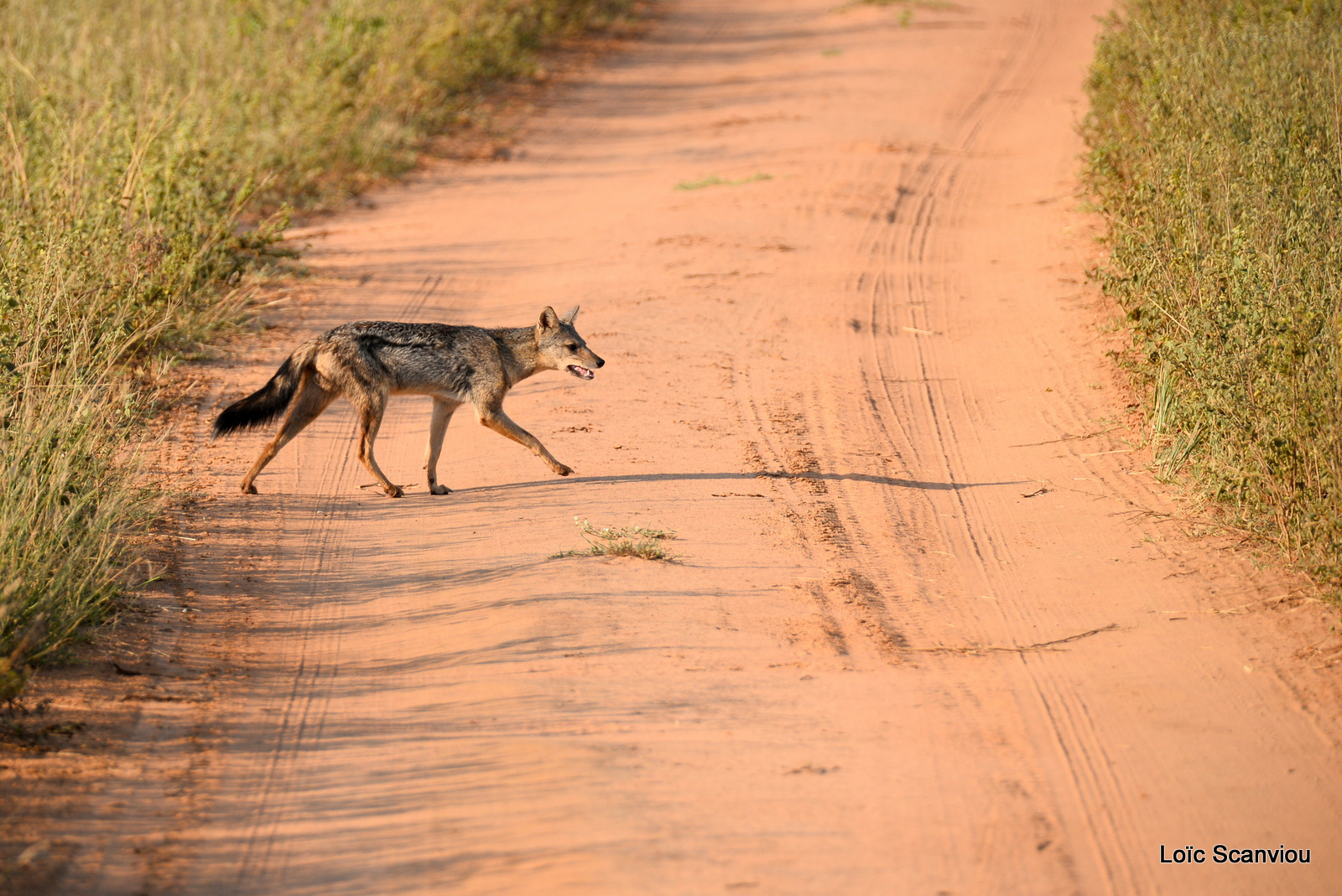 Chacal à flancs rayés/Side-striped Jackal (2)