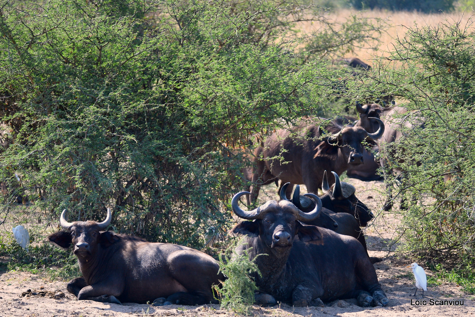 Buffle d'Afrique/Cape Buffalo (7)