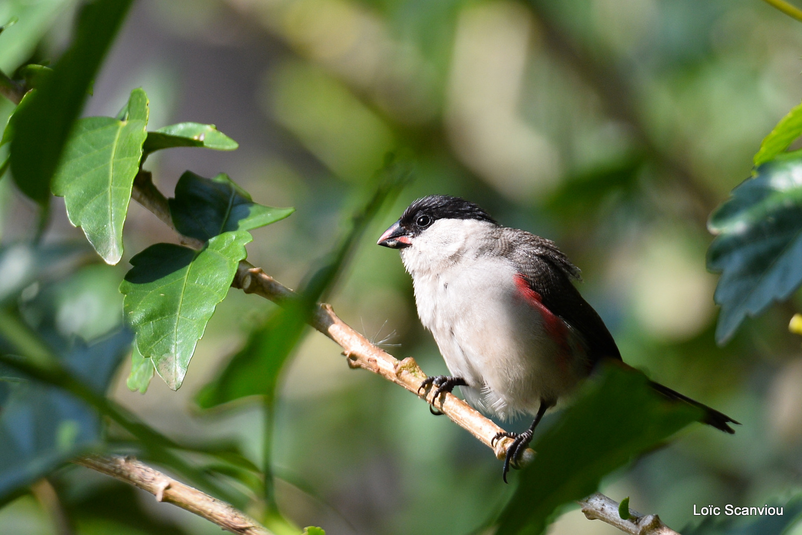 Astrild ondulé/Common Waxbill (2)