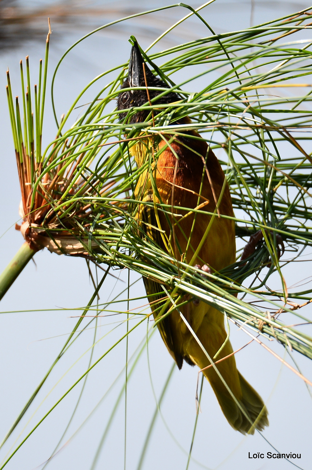 Tisserin à tête noire/Black-headed Weaver (5)