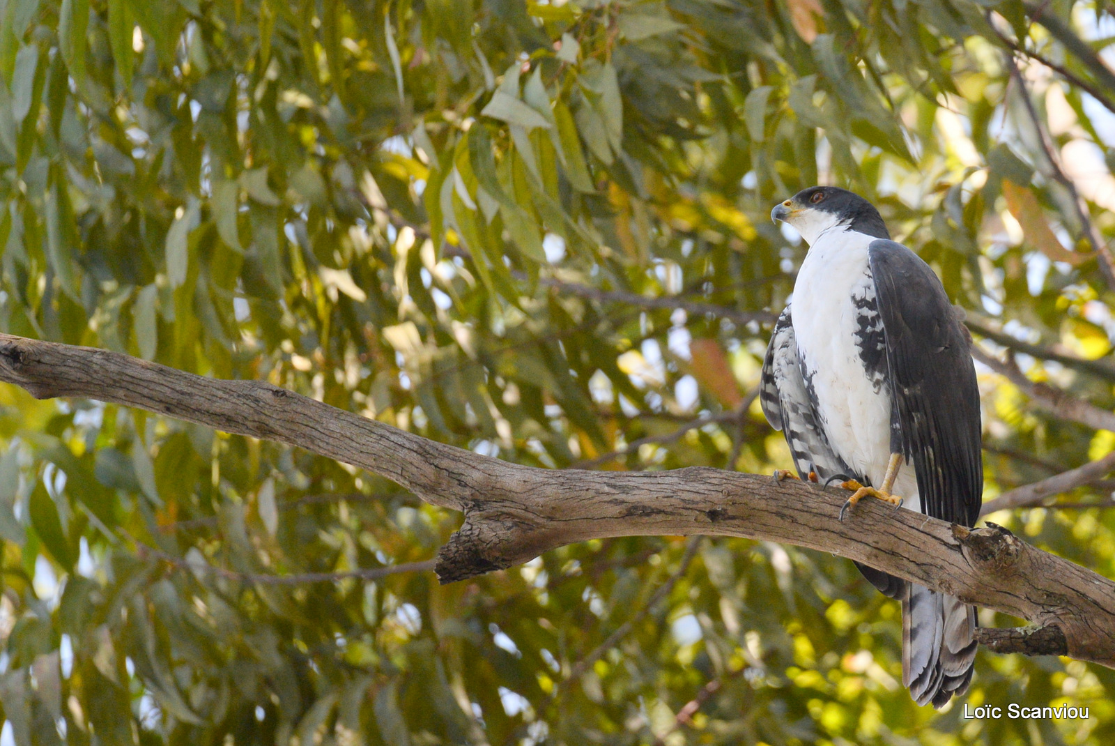 Buse augure/Augur Buzzard (1)