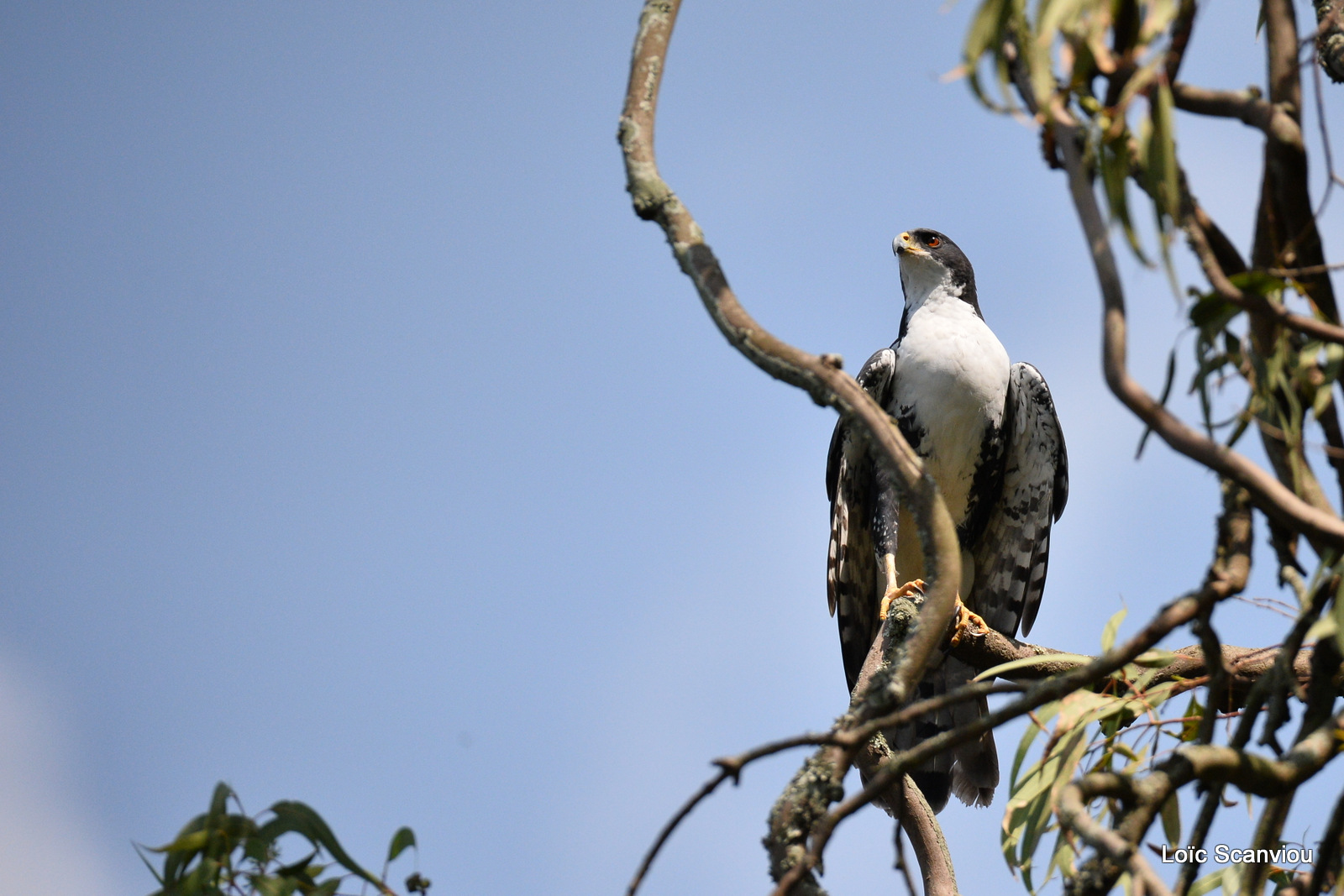 Buse augure/Augur Buzzard (2)