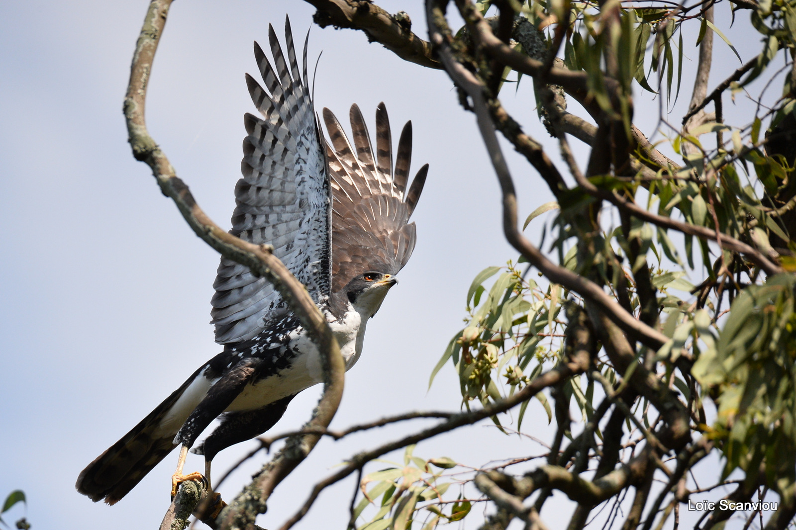 Buse augure/Augur Buzzard (3)