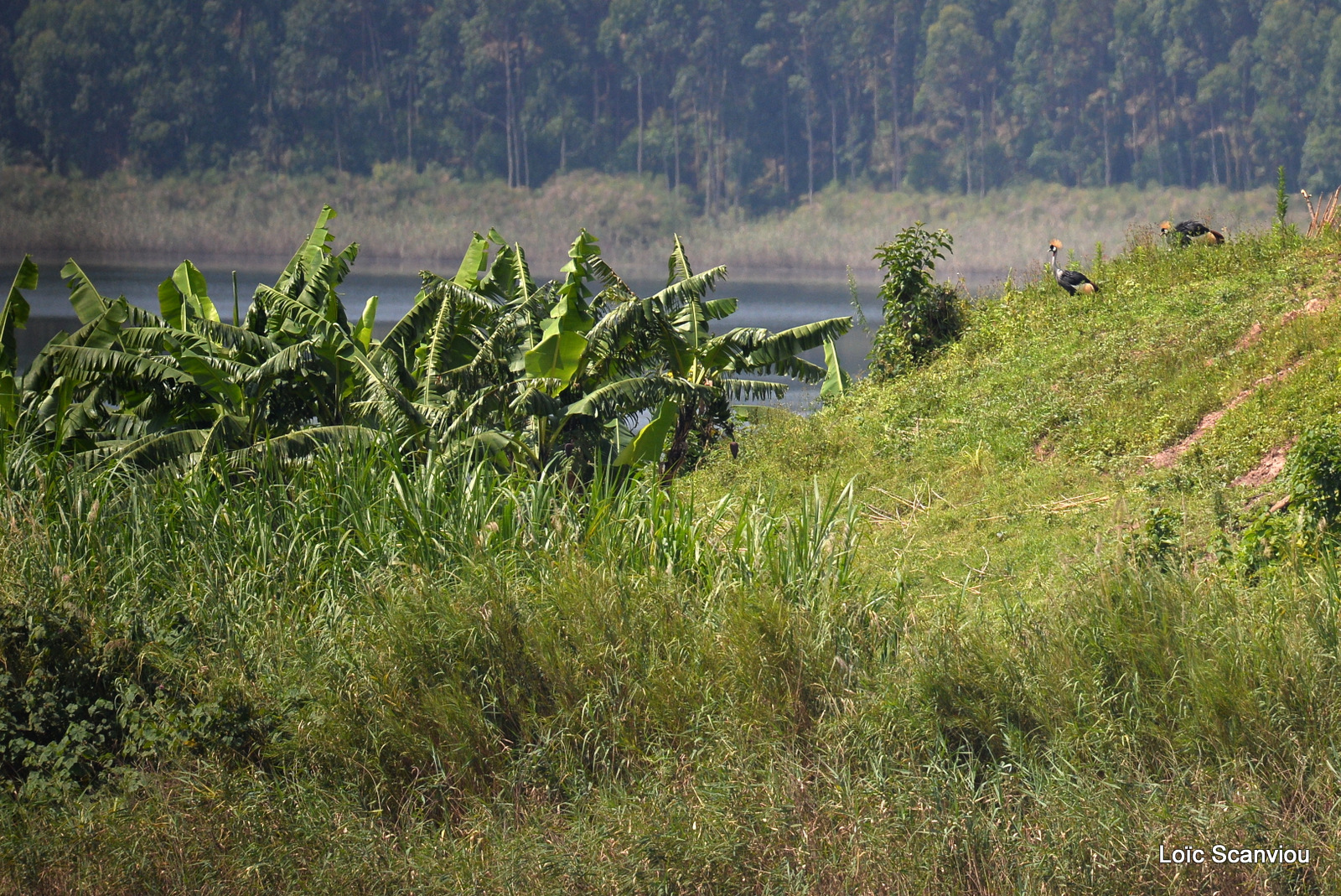 Grue royale/Grey Crowned Crane (1)