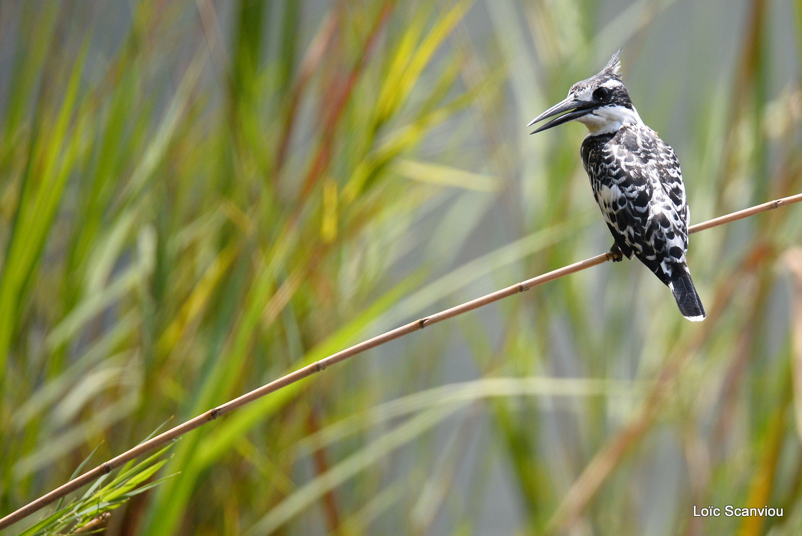 Martin-pêcheur pie/Pied Kingfisher (1)