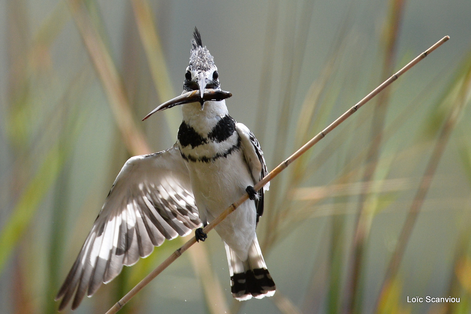 Martin-pêcheur pie/Pied Kingfisher (2)