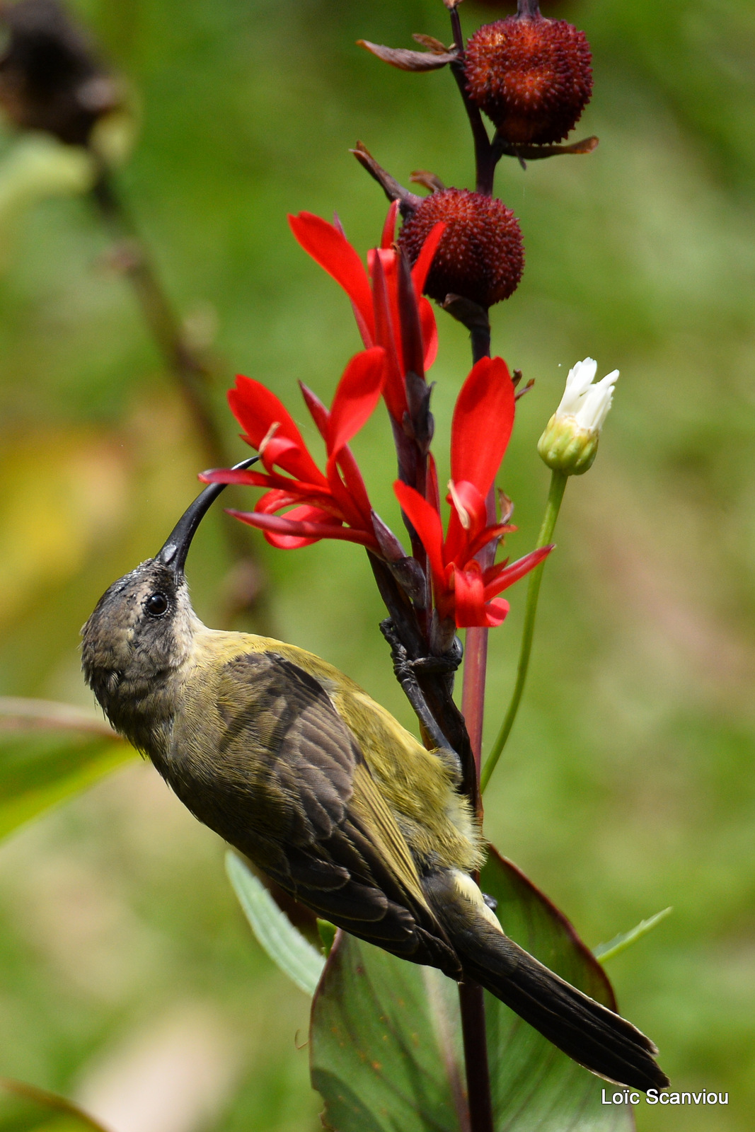 Souimanga bronzé/Bronze Sunbird (3)