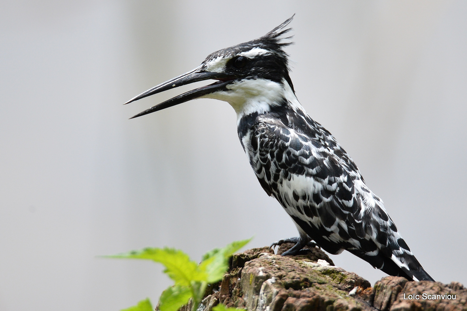 Martin-pêcheur pie/Pied Kingfisher (3)