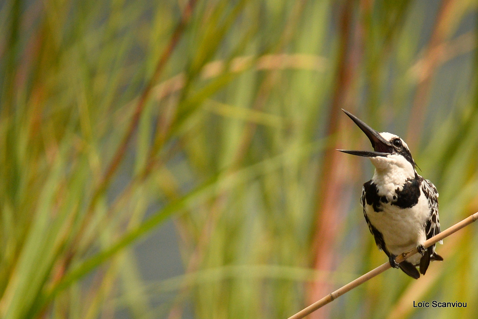 Martin-pêcheur pie/Pied Kingfisher (4)