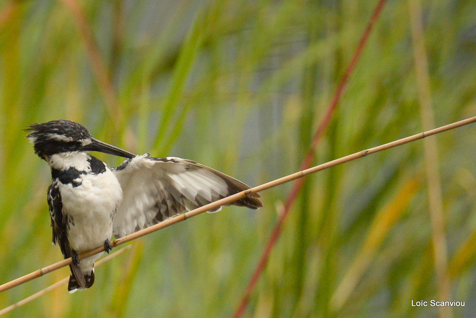 Martin-pêcheur pie/Pied Kingfisher (5)