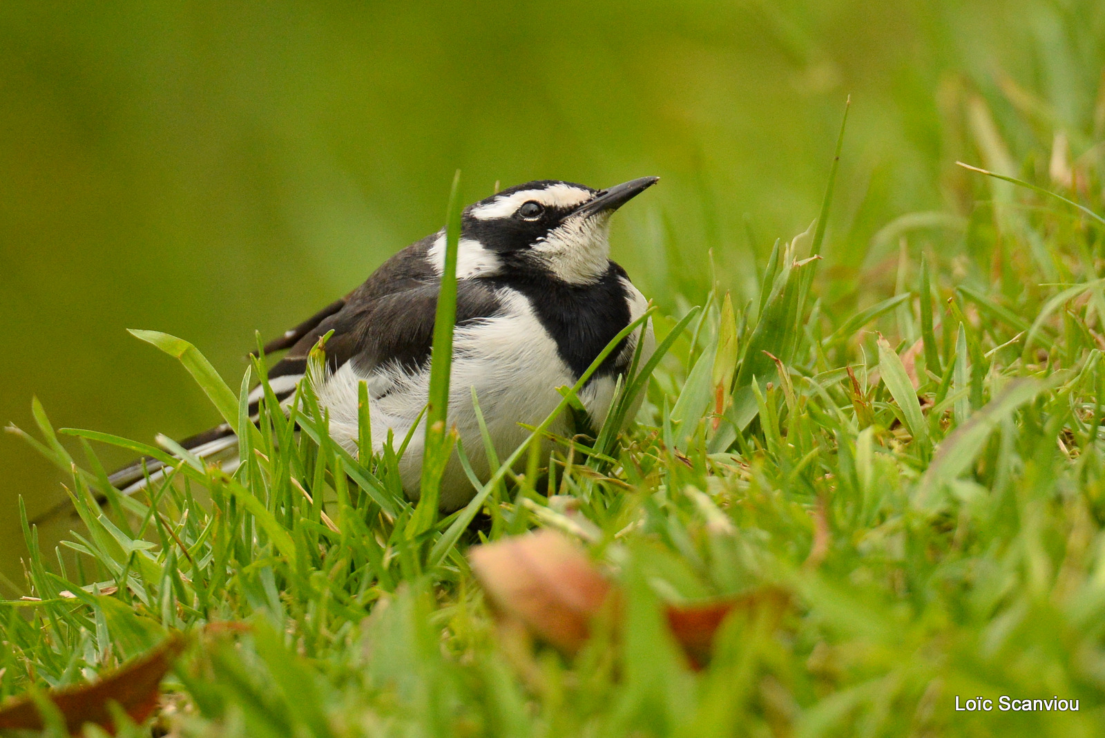 Bergeronnette pie/African Pied Wagtail (1)