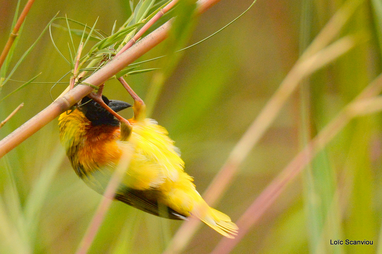 Tisserin à tête noire/Black-headed Weaver (6)