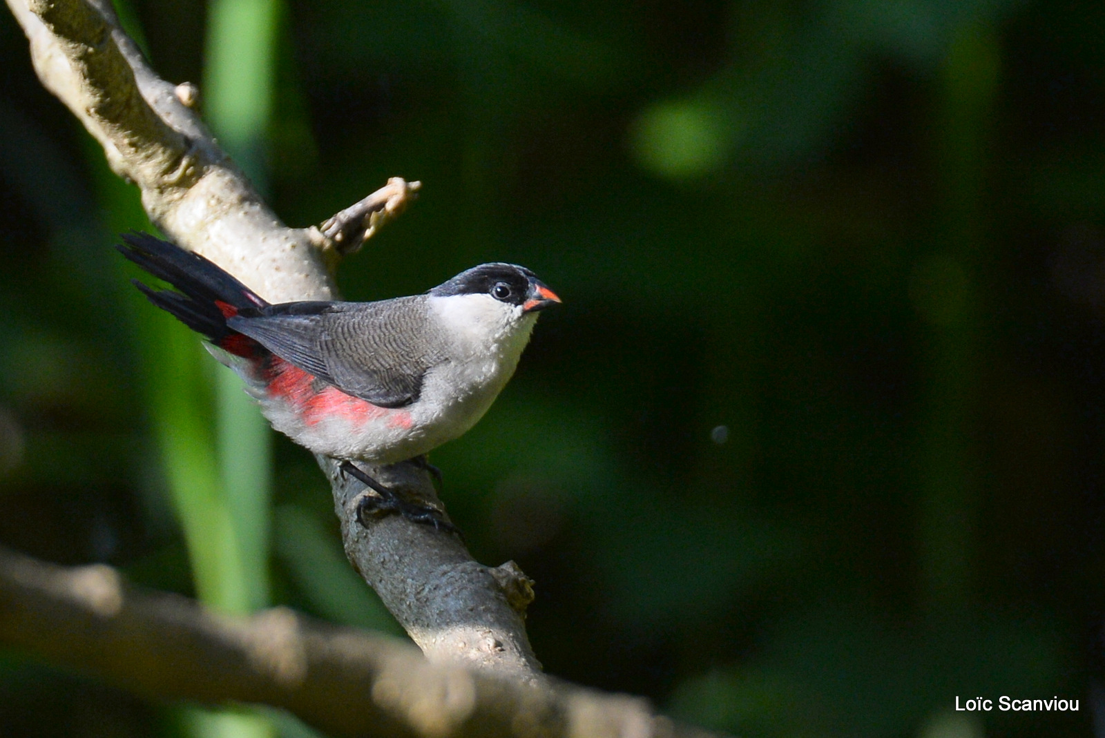 Astrild ondulé/Common Waxbill (1)