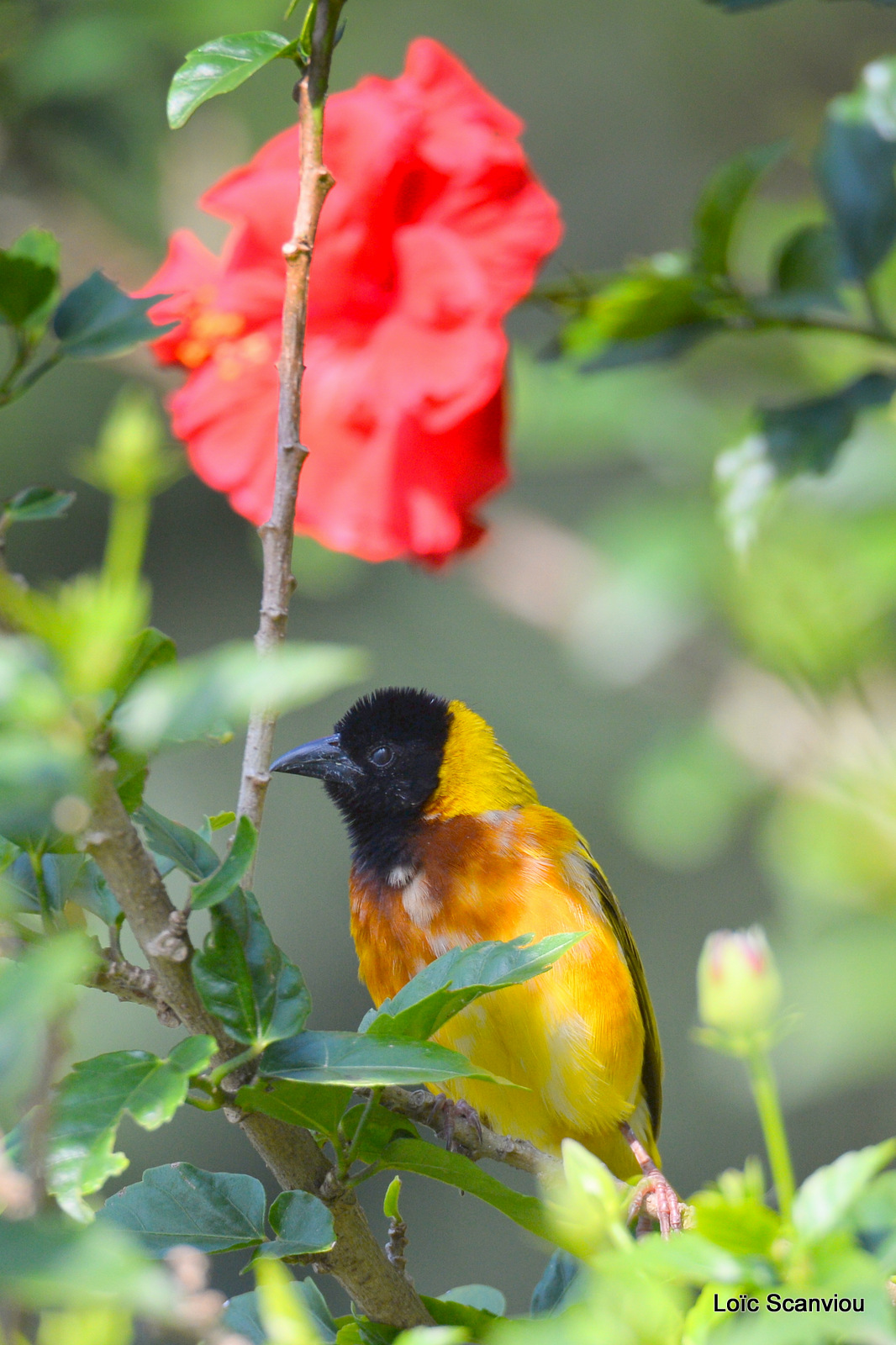 Tisserin à tête noire/Black-headed Weaver (4)