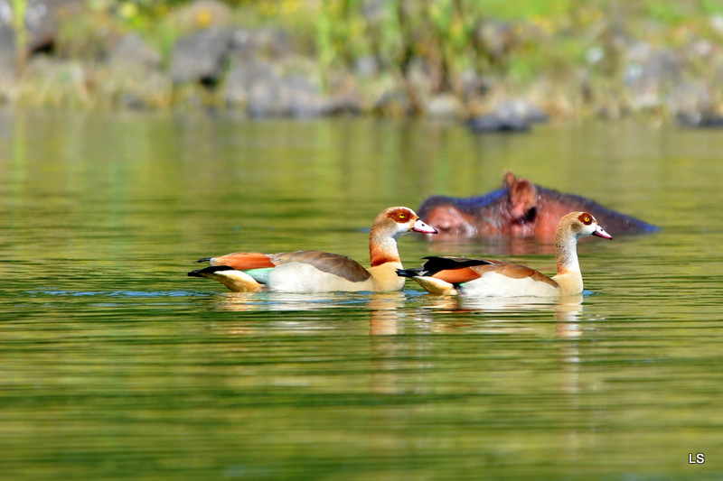 Ouette d' Egypte/Egyptian Goose (2)