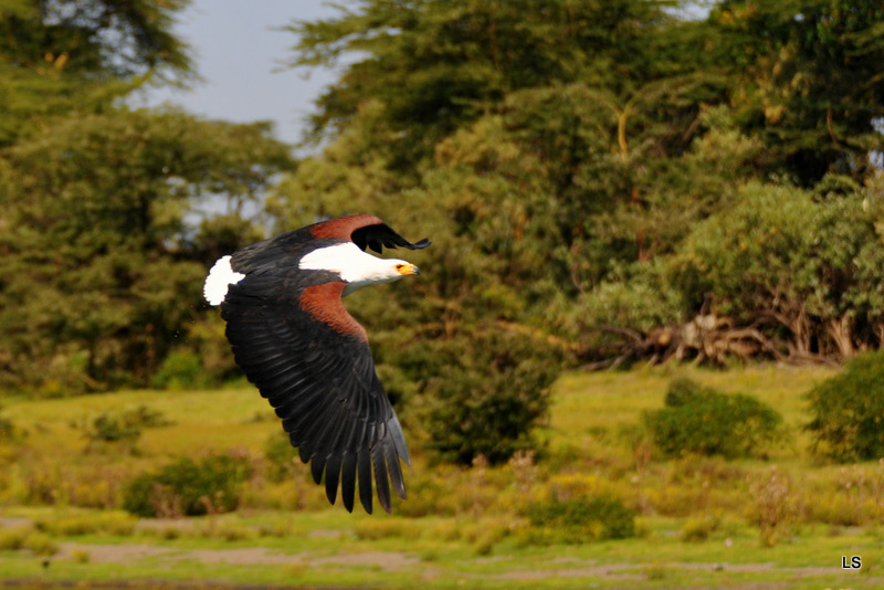 Aigle vocifère/African Fish Eagle (2)