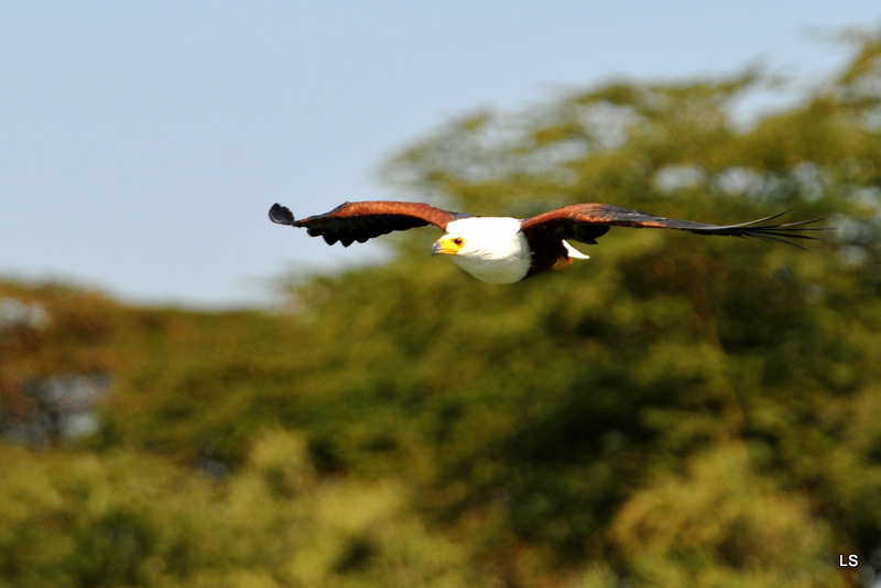 Aigle vocifère/African Fish Eagle (3)