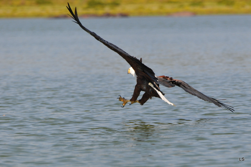 Aigle vocifère/African Fish Eagle (4)