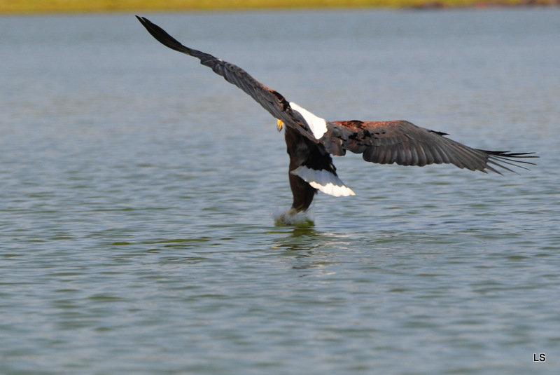 Aigle vocifère/African Fish Eagle (5)