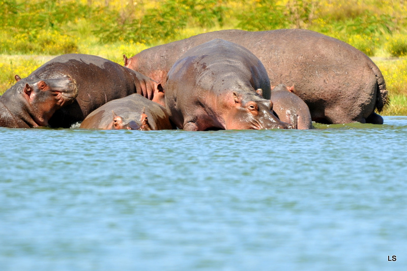 Hippopotame/Hippopotamus (2)