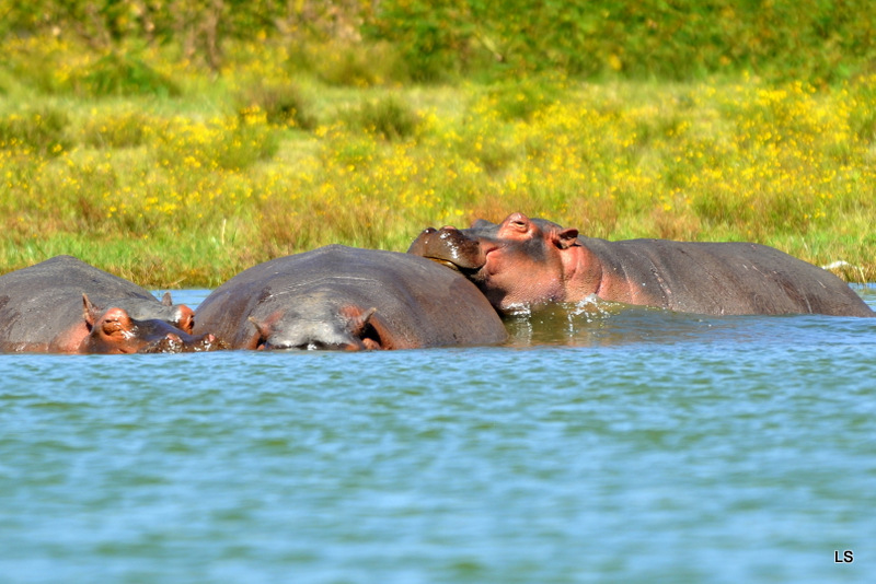 Hippopotame/Hippopotamus (4)