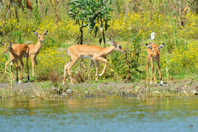 Impala (1)