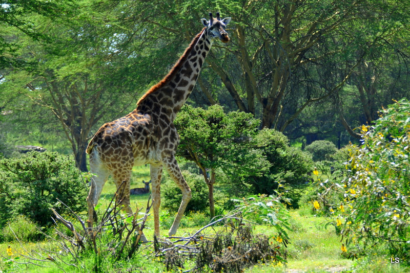 Girafe/Giraffe (1)