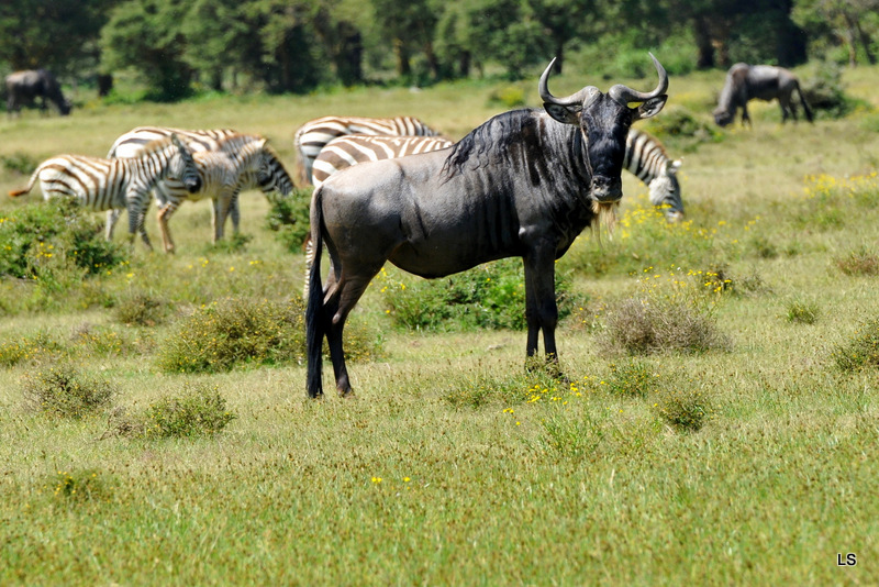 Gnou/Wildebeest (3)