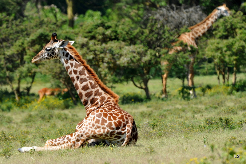 Girafe/Giraffe (2)