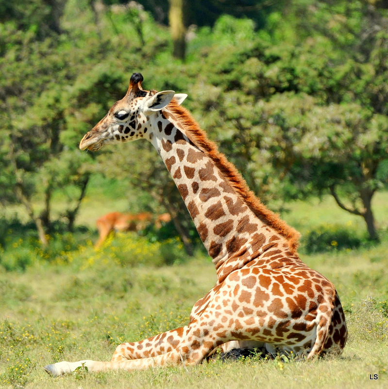 Girafe/Giraffe (1)