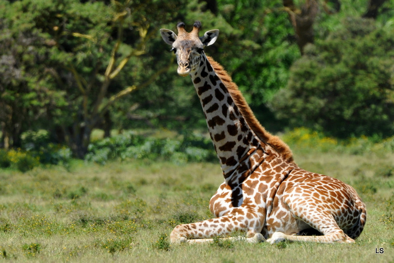 Girafe/Giraffe (4)