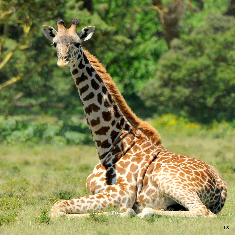 Girafe/Giraffe (3)