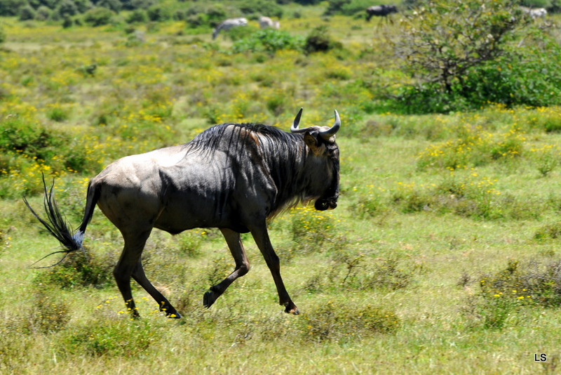 Gnou/Wildebeest (5)