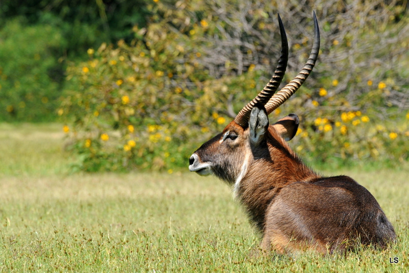 Cobe defassa/Waterbuck (1)