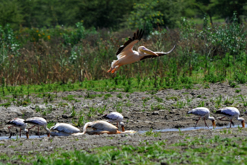 Pélican et tantales ibis (1)