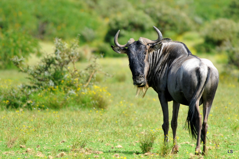 Gnou/Wildebeest (6)