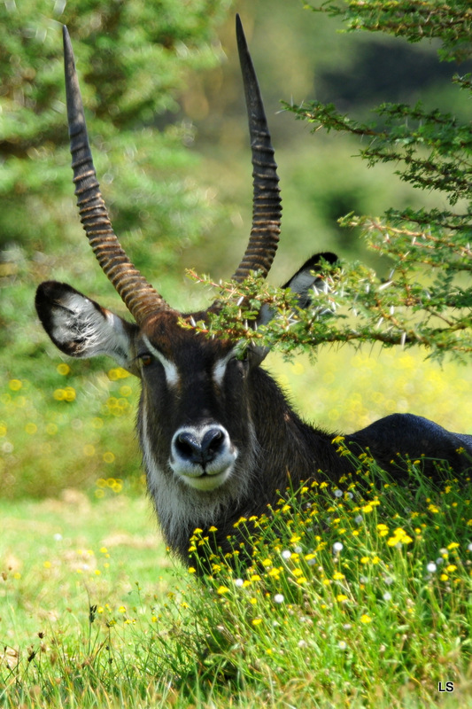 Cobe defassa/Waterbuck (2)