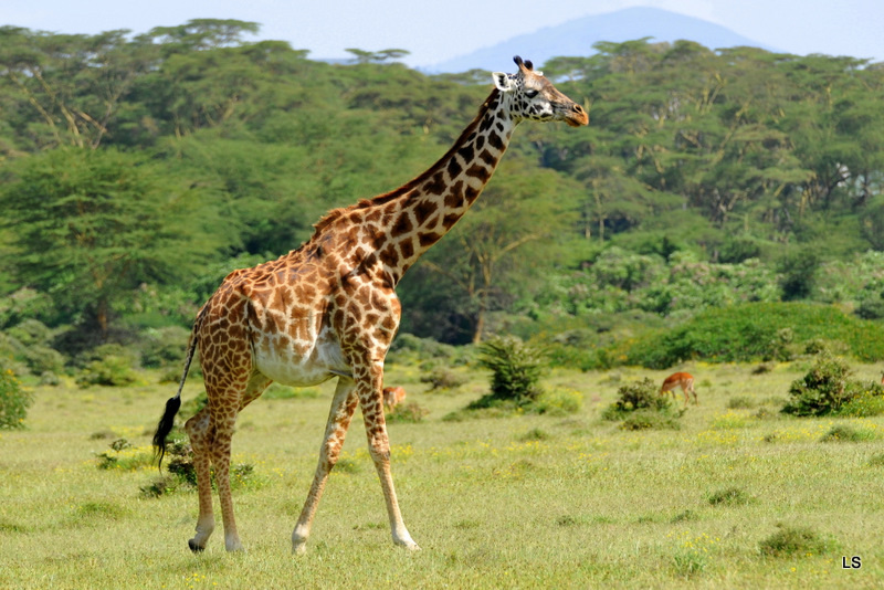 Girafe/Giraffe (5)