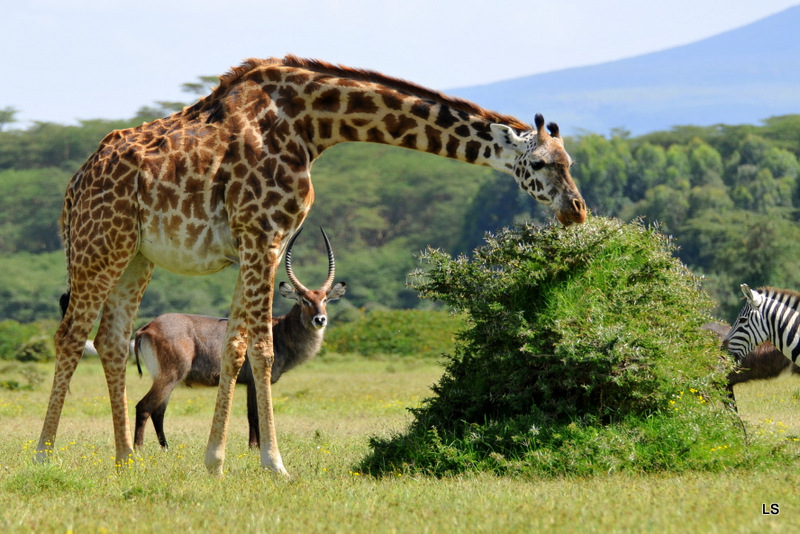 Girafe/Giraffe (6)