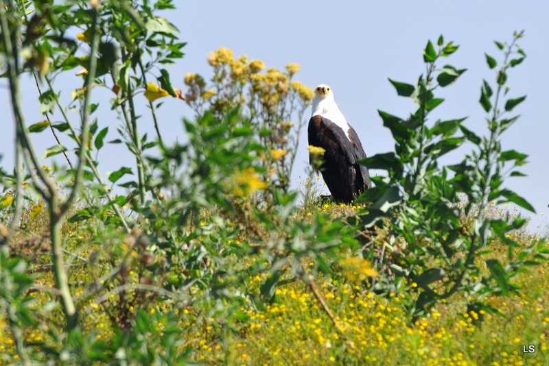 Aigle vocifère/African Fish Eagle (1)