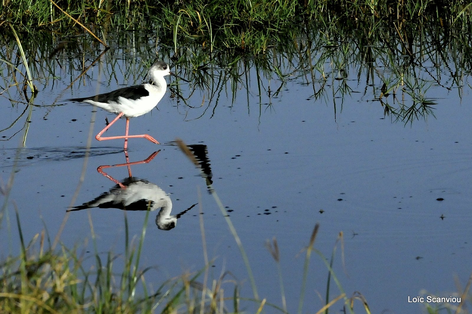 Echasse blanche/Black-winged Stilt (1)