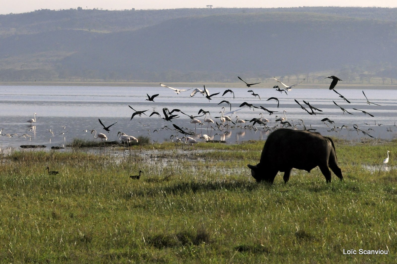 Buffle du Cap/Cape Buffalo (4)