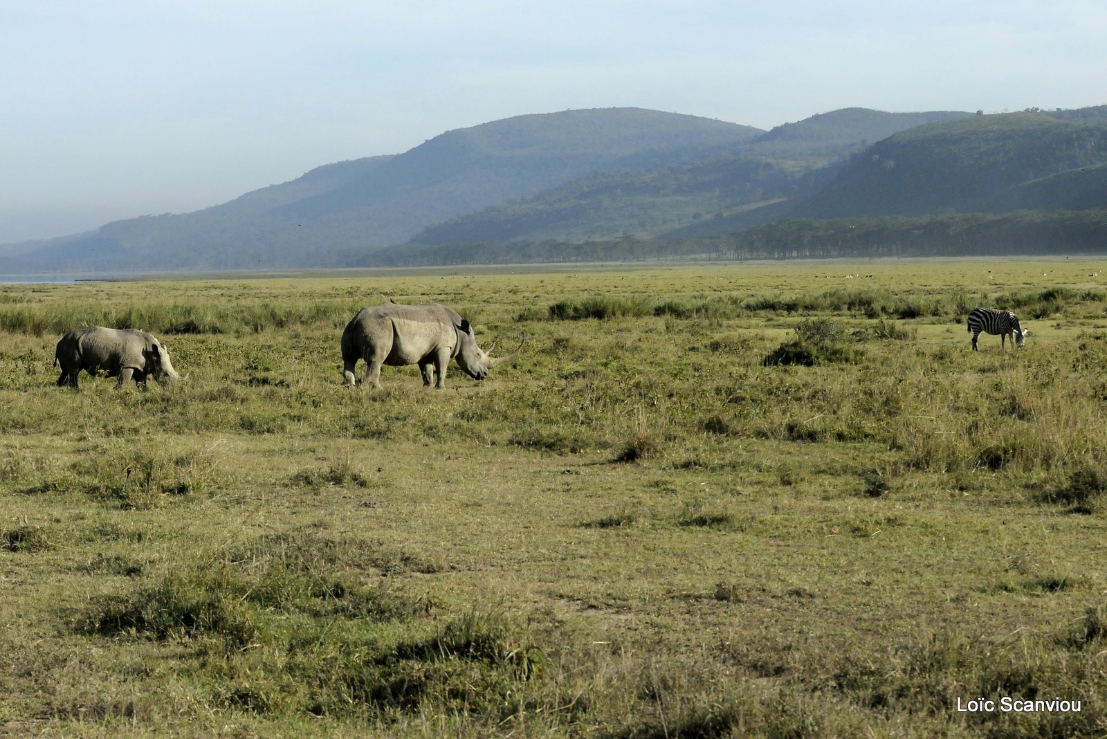 Zèbre et rhinocéros/Zebra and Rhino (1)