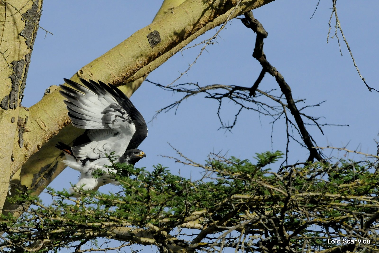 Buse augure/Augur Buzzard (1)